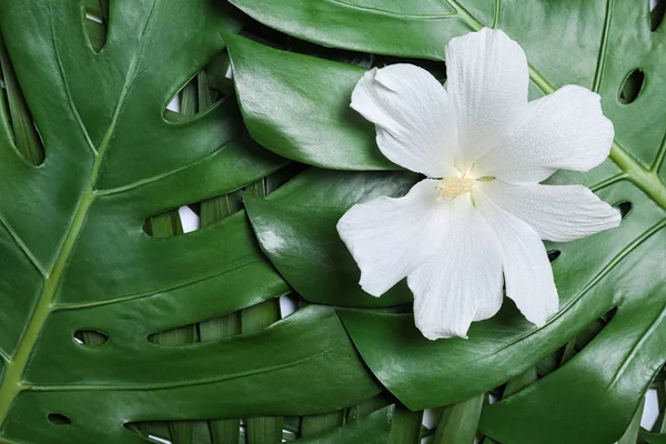 Tropisk hibiskus blomma på löv, uppifrån — Stockfoto