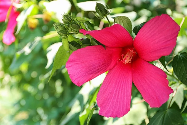 Belle fleur tropicale d'Hibiscus sur la brousse à l'extérieur — Photo