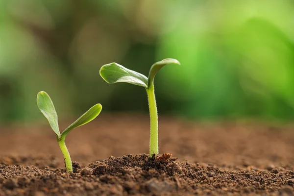 Pequeñas plántulas verdes que crecen en el suelo sobre un fondo borroso. Espacio para texto —  Fotos de Stock