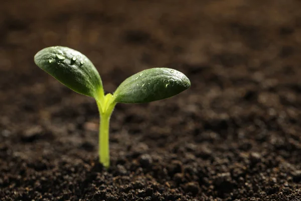 Green seedling with water drops on leaves growing in soil, closeup. Space for text — Stock Photo, Image