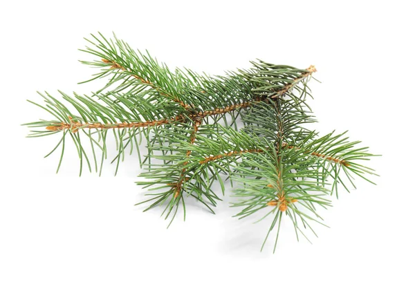 Ramo da árvore de Natal no fundo branco — Fotografia de Stock