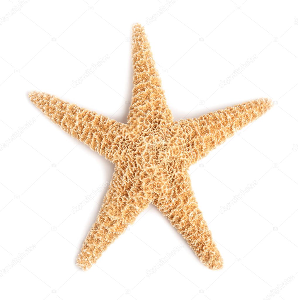 Beautiful starfish on white background, top view. Beach object