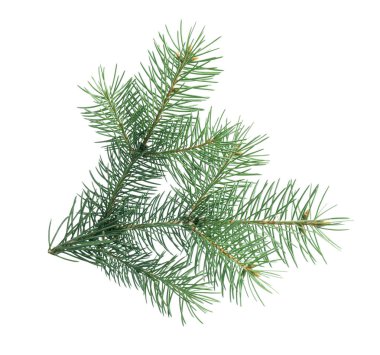 beyaz zemin üzerinde Noel ağacının dalını