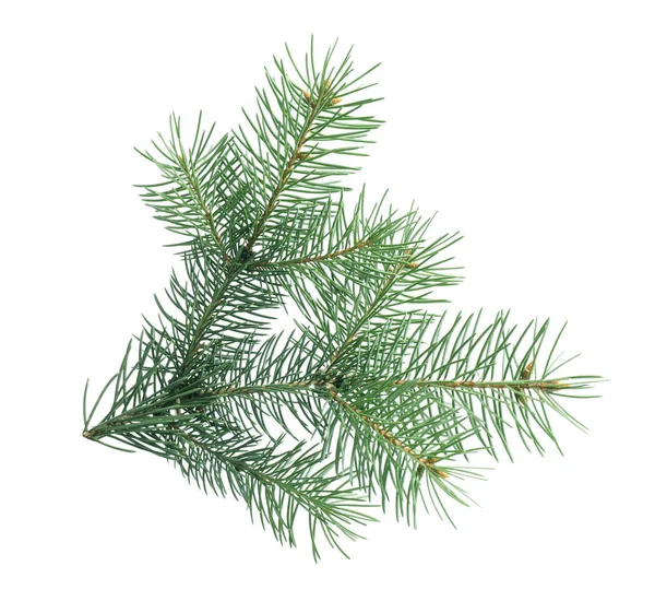 beyaz zemin üzerinde Noel ağacının dalını