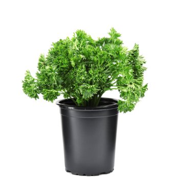 Beyaz arka planda pot taze yeşil organik maydanoz