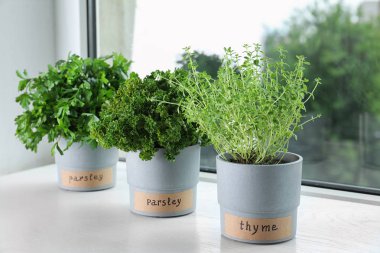 Beyaz ahşap pencere eşik üzerinde isim etiketleri ile tencerefarklı aromatik otlar Fideler