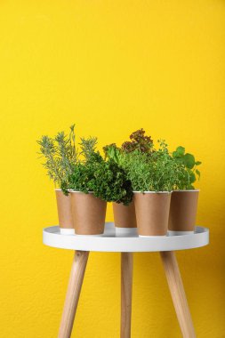 Sarı duvara yakın beyaz masada kağıt bardak farklı aromatik otlar Fide