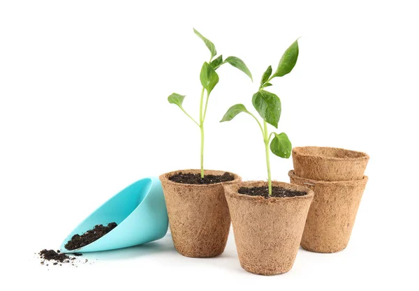 Vegetable seedlings in peat pots and plastic scoop with soil isolated on white — Stock Photo, Image