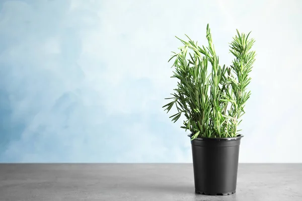 Rosemary potted na tabela cinzenta contra o fundo azul claro, espaço para o texto — Fotografia de Stock