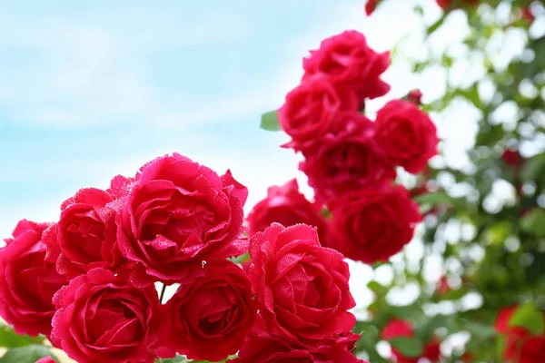 美丽的盛开的玫瑰在绿色的花园，特写视图 — 图库照片