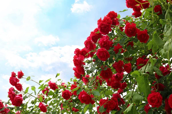 Hermoso arbusto verde con rosas florecientes en el jardín — Foto de Stock