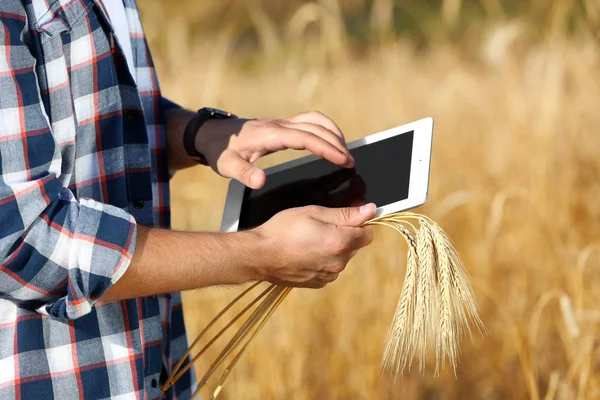 Agrónomo con tableta en campo de trigo. Cultivo de cereales — Foto de Stock