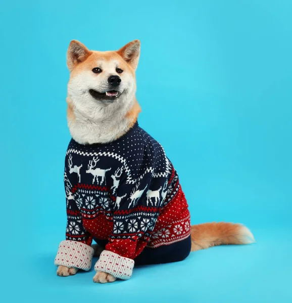 Cute Akita Inu dog in Christmas sweater on blue background — Stock Photo, Image