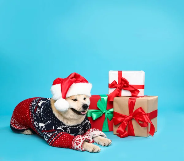 Симпатичная собака акита-ину в рождественском свитере и шляпе Санта-Клауса рядом с подарочными коробками на голубом фоне — стоковое фото