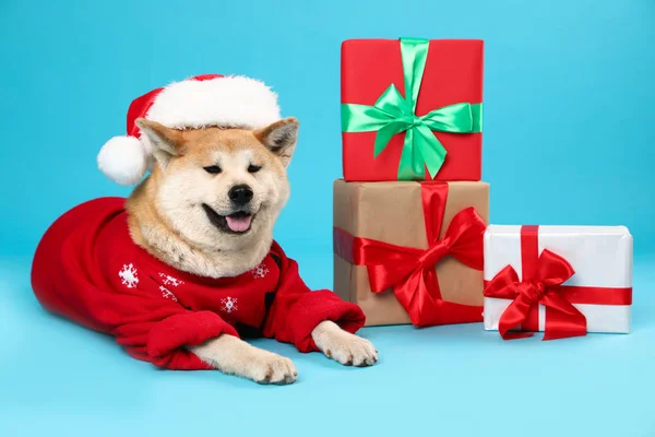 Cute Akita Inu dog in Christmas sweater and Santa hat near gift boxes on blue background — Stock Photo, Image