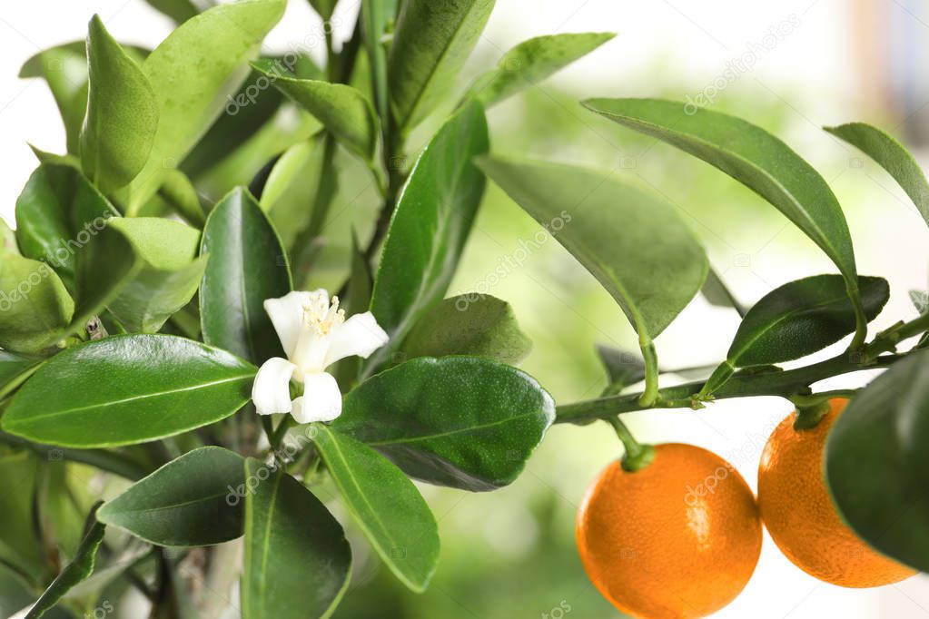 Citrus tree with flower and fruits on blurred background