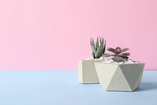 Indah yang lezat tanaman dalam stylish pot bunga di atas meja biru terhadap latar belakang merah muda, ruang untuk teks. Dekorasi rumah — Stok Foto