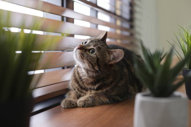 Evde pencere eşik üzerinde sevimli kedi ve houseplants