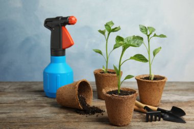 Mavi arka plan karşı ahşap masa üzerinde turba tencere sebze fideleri