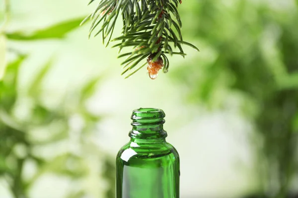 Essential oil dripping from fir branch into glass bottle on blurred background, closeup