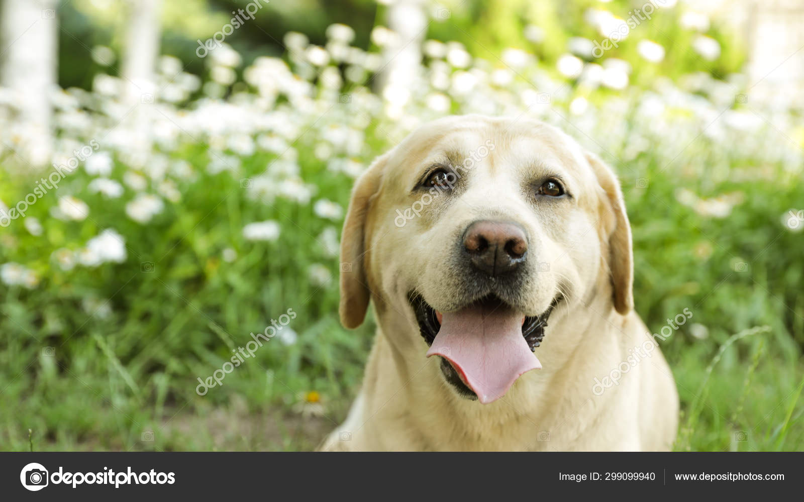 cute golden labrador