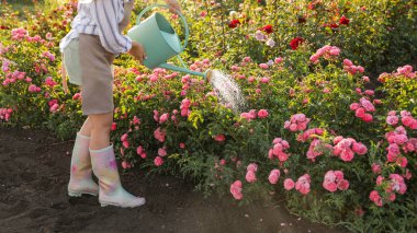 Gül çalılarını sulayan kadının yakından görünümü. Bahçe aracı