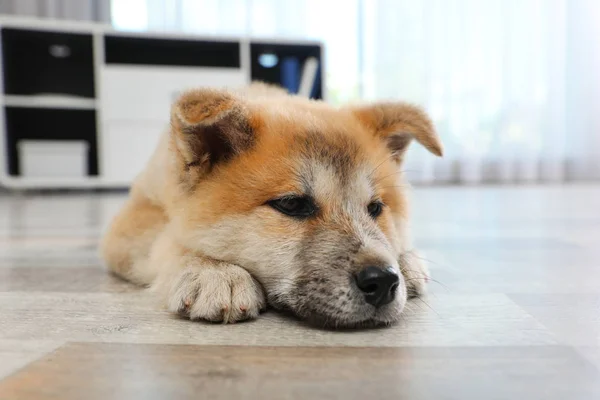 可爱的秋田伊努小狗在地板上在家里 — 图库照片