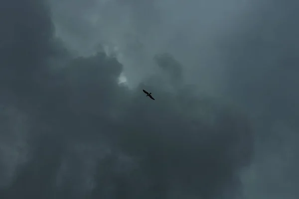 灰色の日に重い雨雲と飛ぶ鳥と空 — ストック写真