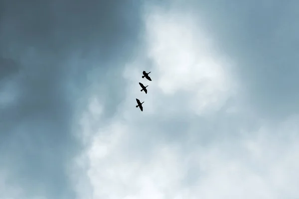 Hemel met zware regenachtige wolken en vliegende vogels op grijze dag — Stockfoto