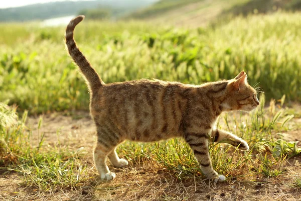 Gato bonito tabby no campo verde no dia ensolarado — Fotografia de Stock