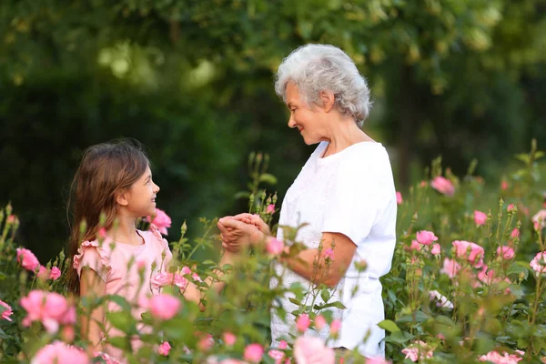 Μικρό κορίτσι με τη γιαγιά της κοντά τριανταφυλλιές στον κήπο — Φωτογραφία Αρχείου