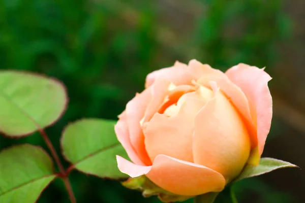 Bela rosa florescendo no jardim verde, vista close-up. Espaço para texto — Fotografia de Stock