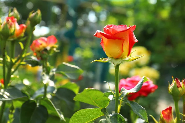 Schöne blühende Rosen mit Wassertropfen im Garten an sonnigen Tagen. Raum für Text — Stockfoto