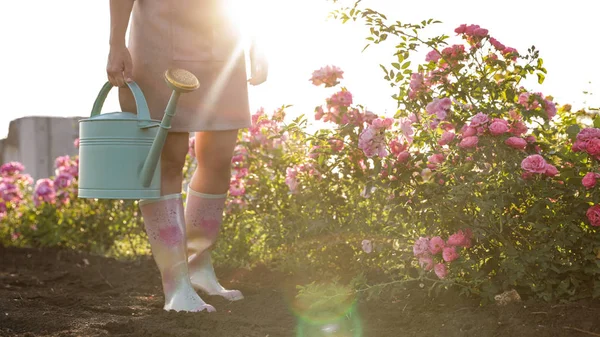 Wanita dengan air bisa dekat semak mawar luar ruangan, closeup. Alat berkebun — Stok Foto