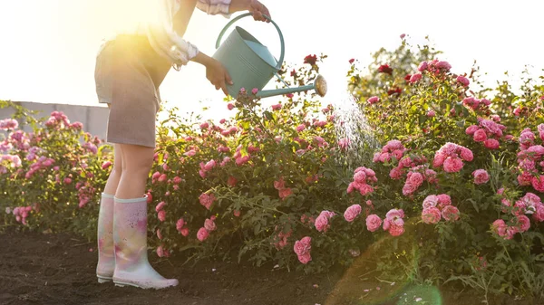 Vista de perto da mulher regando rosas arbustos ao ar livre. Ferramenta de jardinagem — Fotografia de Stock