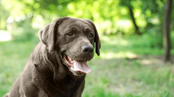 Rolig choklad Labrador Retriever i grön sommarpark — Stockfoto