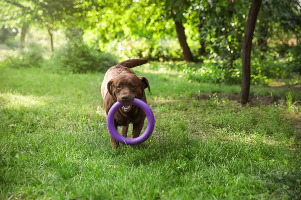 Śmieszne czekolada Labrador Retriever z zabawką w zielonym letnim parku — Zdjęcie stockowe