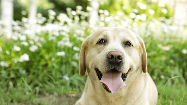 Söt Golden Labrador Retriever nära blommor i Green Summer Park — Stockfoto