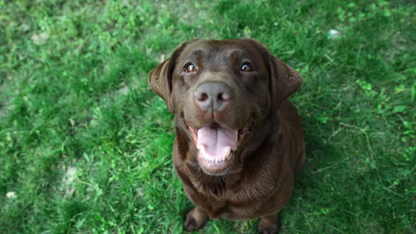 可爱的巧克力拉布拉多猎犬在绿色的夏季公园，上面视图 — 图库照片