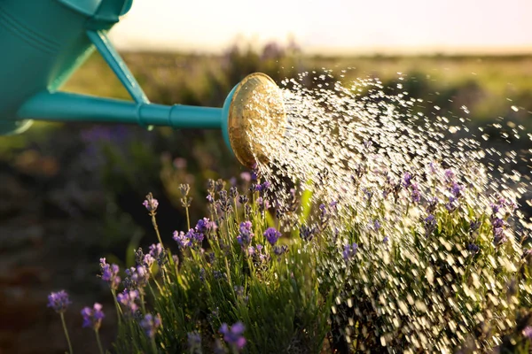 Mengairi bunga lavender yang mekar di lapangan. Alat berkebun — Stok Foto