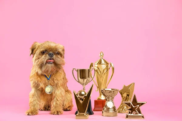 Lindo perro Griffon de Bruselas con trofeos campeón y medalla sobre fondo rosa — Foto de Stock