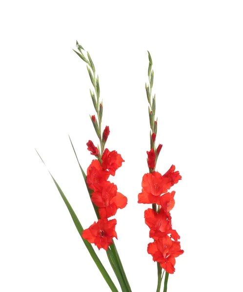 Bellissimi fiori gladiolo rosso su sfondo bianco — Foto Stock