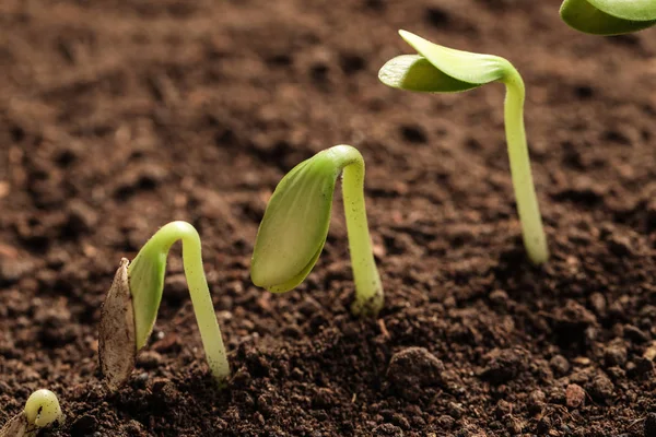Pequeñas plántulas verdes creciendo en el suelo, vista de cerca —  Fotos de Stock