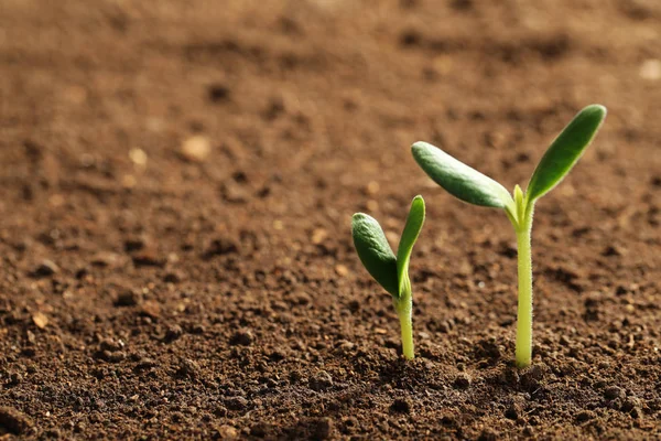 Little green seedlings growing in soil, closeup view. Space for text — Stock Photo, Image