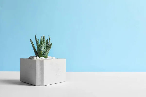 Mooie succulente plant in stijlvolle bloempot op tafel tegen blauwe achtergrond, ruimte voor tekst. Home decor — Stockfoto