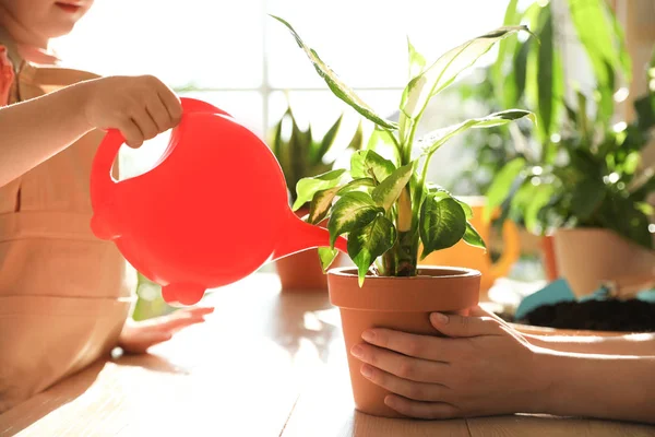 Mor og datter vanding hjem planter ved træbord indendørs, closeup - Stock-foto