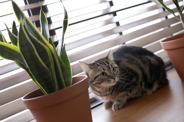 Αξιολάτρευτο γάτα και φυτά εσωτερικού χώρου στο περβάζι του παραθύρου στο σπίτι — Φωτογραφία Αρχείου