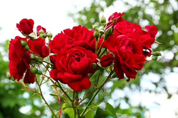Bellissime rose in fiore nel giardino verde, vista da vicino — Foto Stock