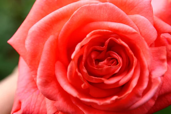 Vista de cerca de la hermosa rosa en flor en el jardín — Foto de Stock