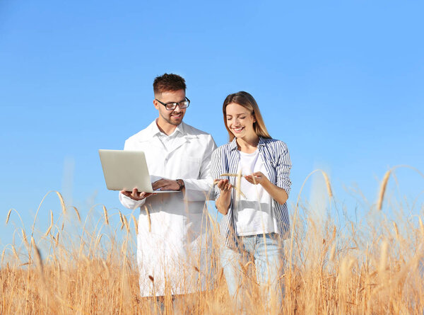 Агроном с фермером на пшеничном поле. Зерновые культуры
